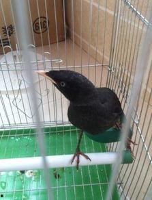 娱乐吃瓜小八哥是谁啊视频,网络红人的崛起之路