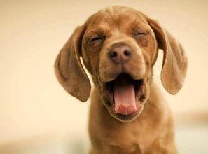 娱乐吃瓜酱阿姨卖小狗,娱乐吃瓜酱背后的温馨故事